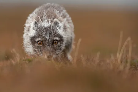 Polarræv