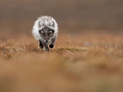 Polarræv