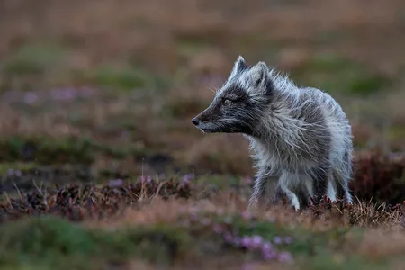 Polarræv