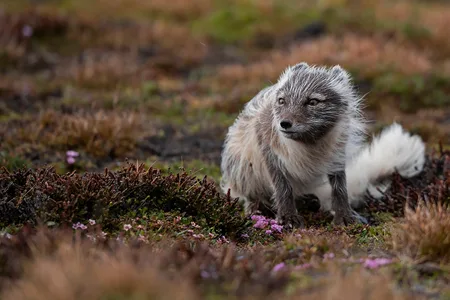 Polarræv