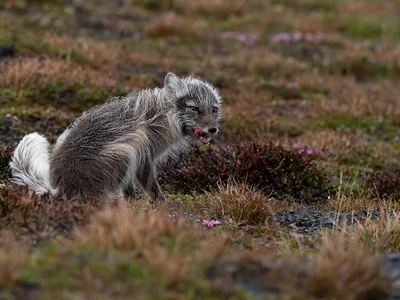 Polarræv