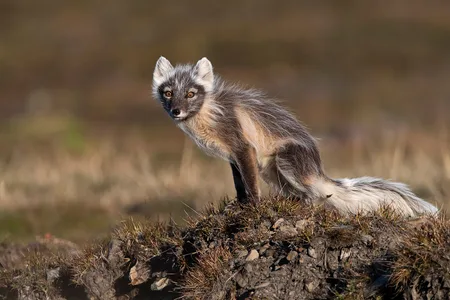 Polarræv