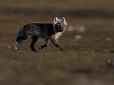 Polarræv