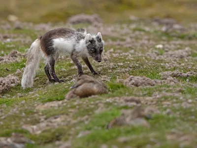 Polarræv