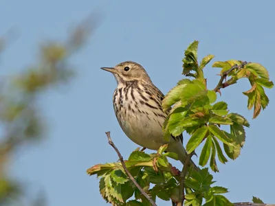 Skovpiber