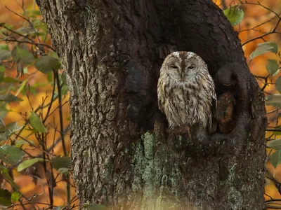 Natugle
