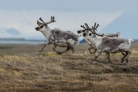 Svalbard Ren