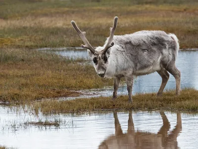 Svalbard Ren