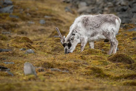 Svalbard Ren