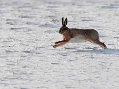 Hare