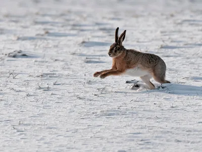 Hare