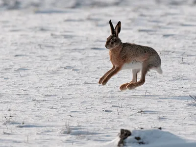 Hare