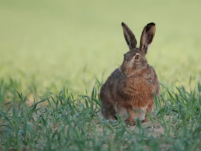 Hare