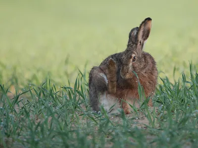 Hare