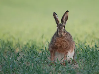 Hare