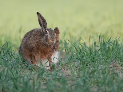 Hare