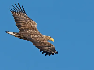 Havørn