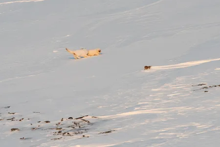 Polarræv