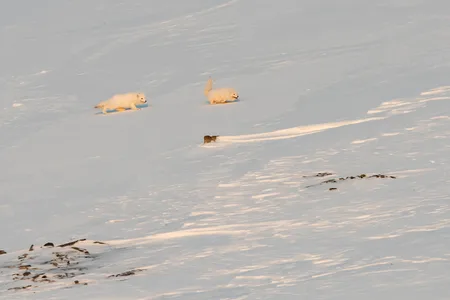 Polarræv