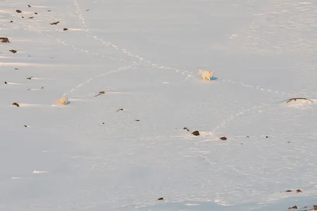 Polarræv