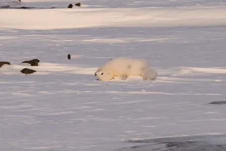 Polarræv