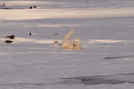 Polarræv