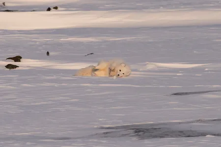 Polarræv
