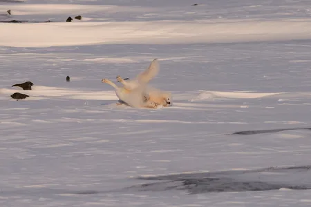 Polarræv