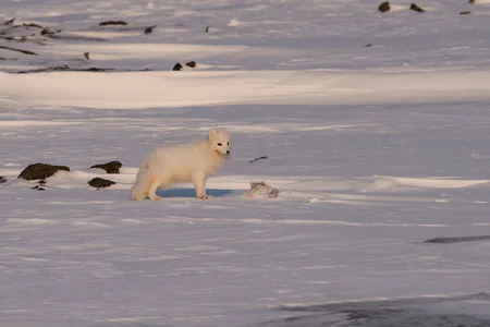 Polarræv