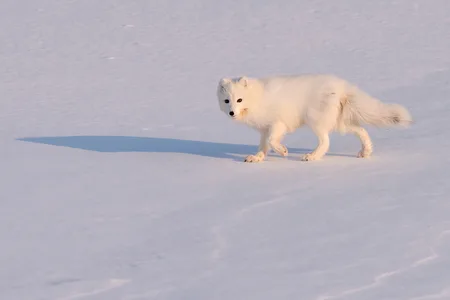 Polarræv