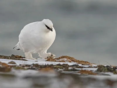 Svalbard Rype