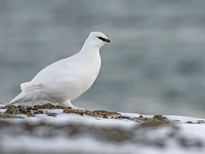 Svalbard Rype