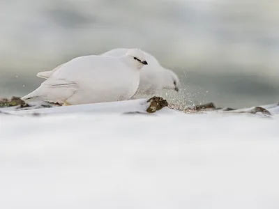 Svalbard Rype