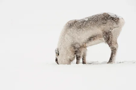 Svalbard Ren