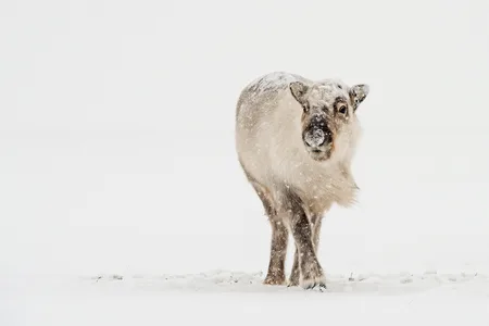 Svalbard Ren