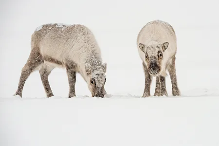 Svalbard Ren