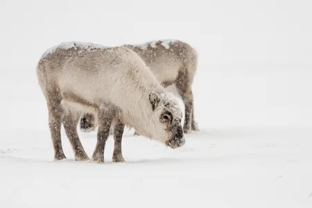 Svalbard Ren