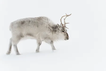 Svalbard Ren