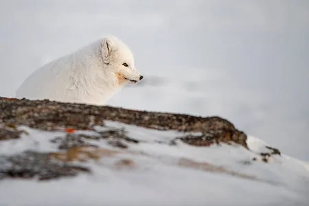 Polarræv