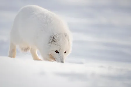 Polarræv