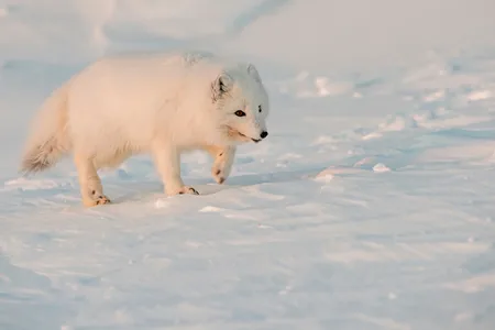 Polarræv