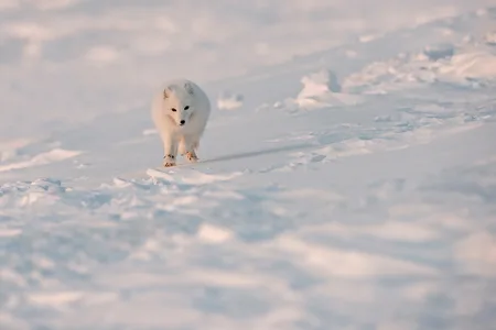 Polarræv