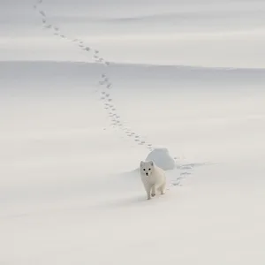 Polarræv