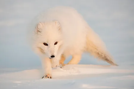 Polarræv
