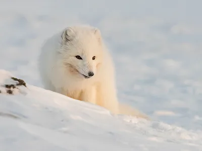 Polarræv
