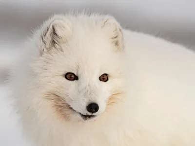 Polarræv
