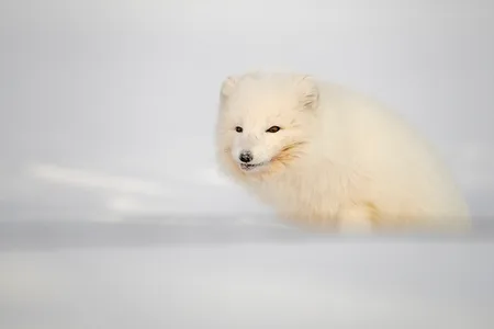 Polarræv