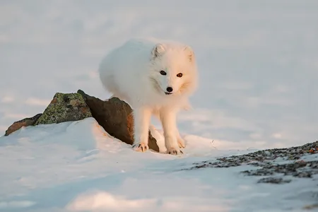 Polarræv