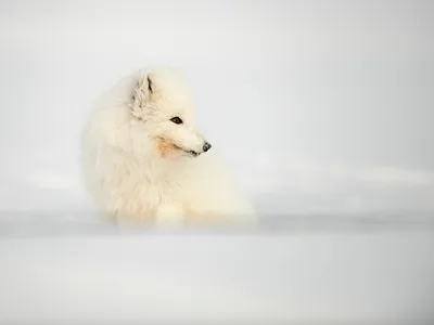 Polarræv