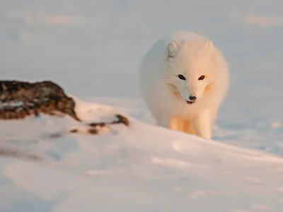 Polarræv
